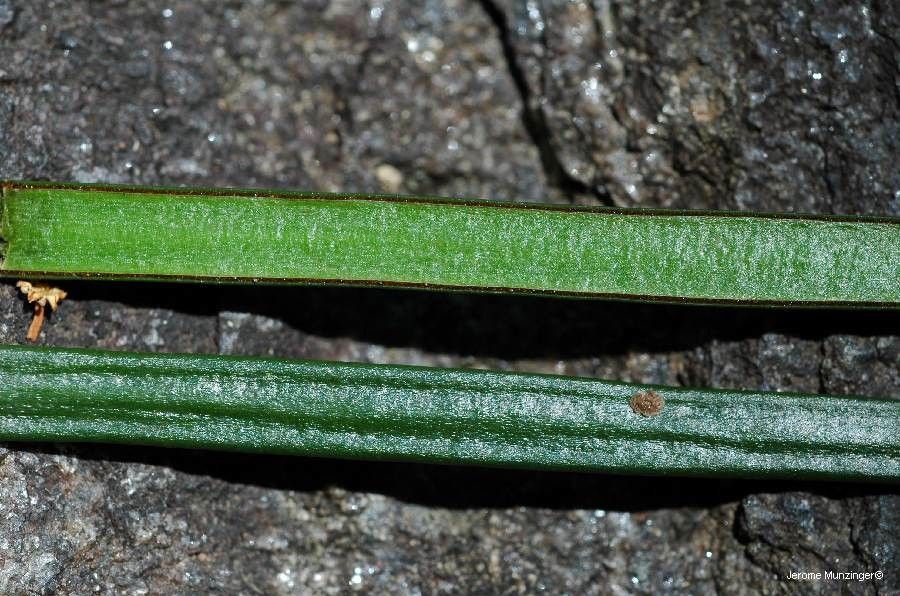 Haplopteris zosterifolia — houseplant care guide