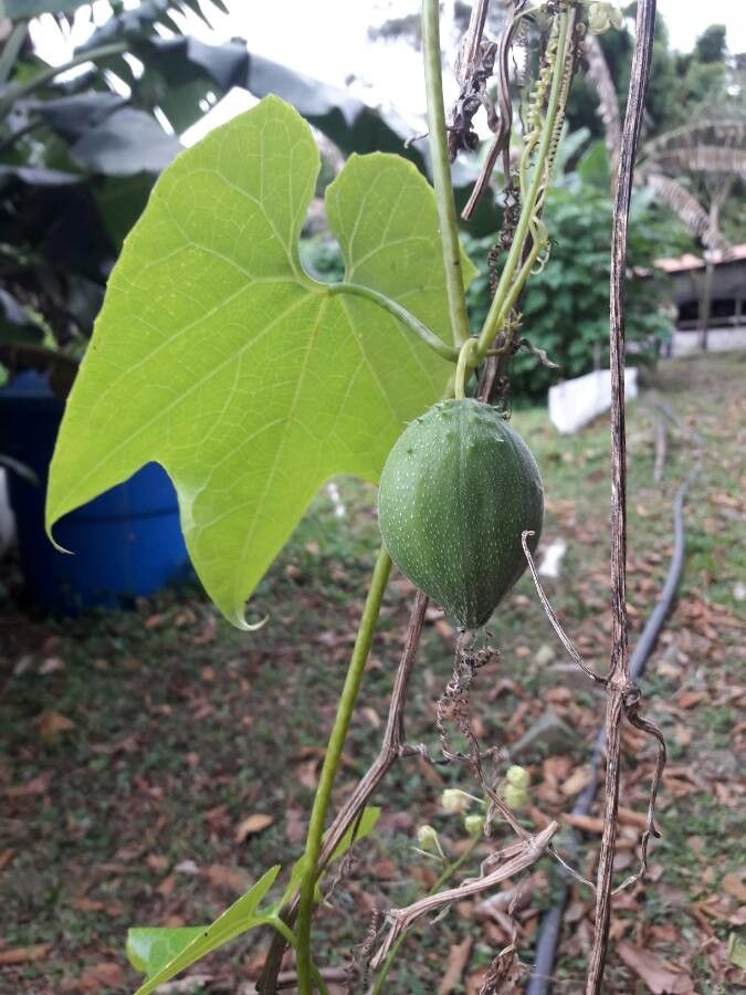 Sechium tacaco fruit