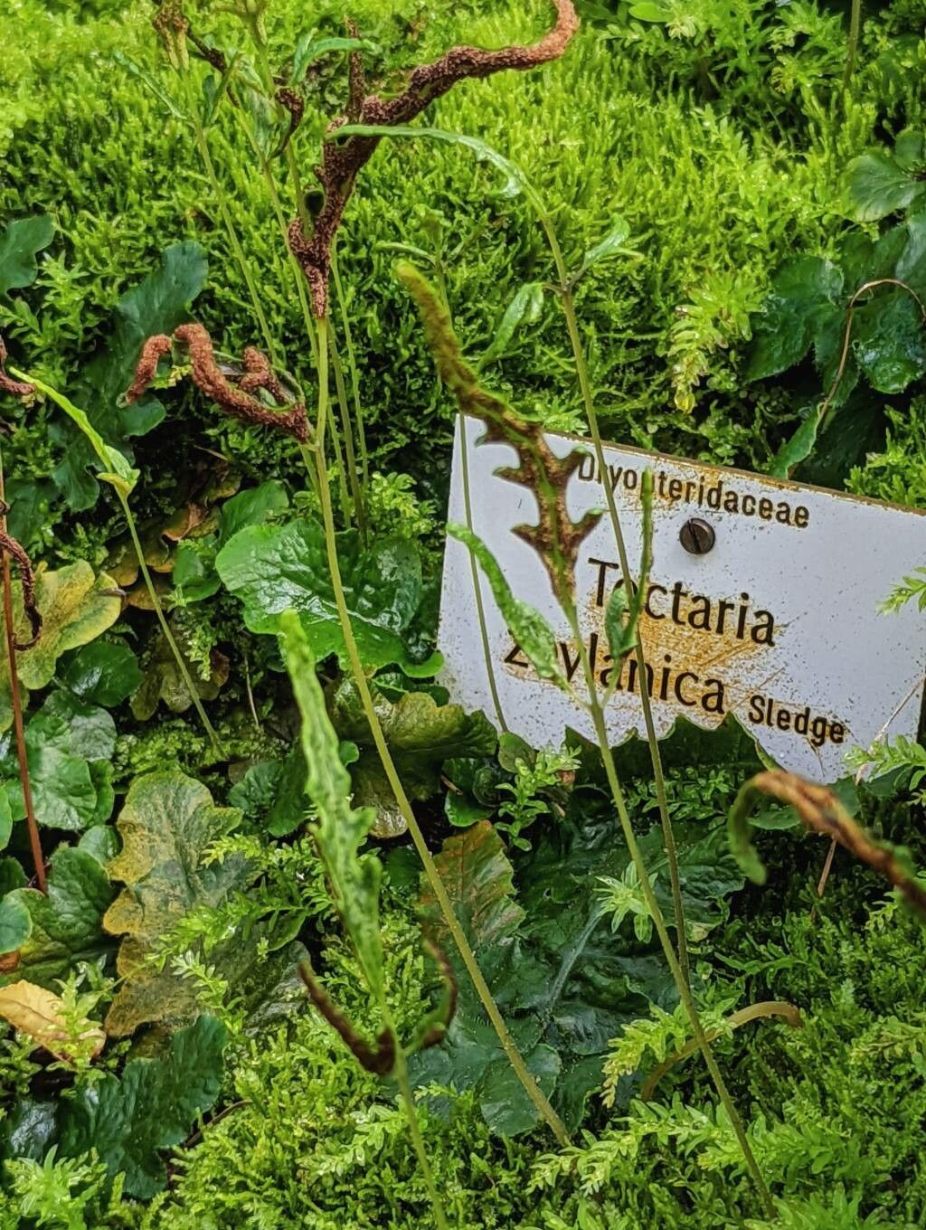 Tectaria zeylanica habit