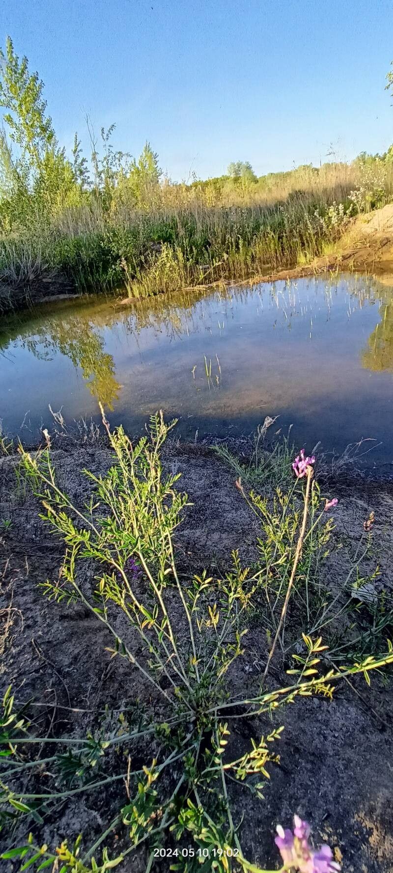 Astragalus varius habit