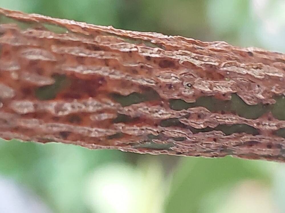 Stauntonia latifolia bark