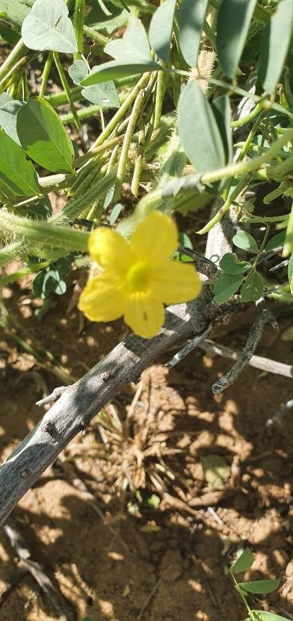 Cucumis dipsaceus flower