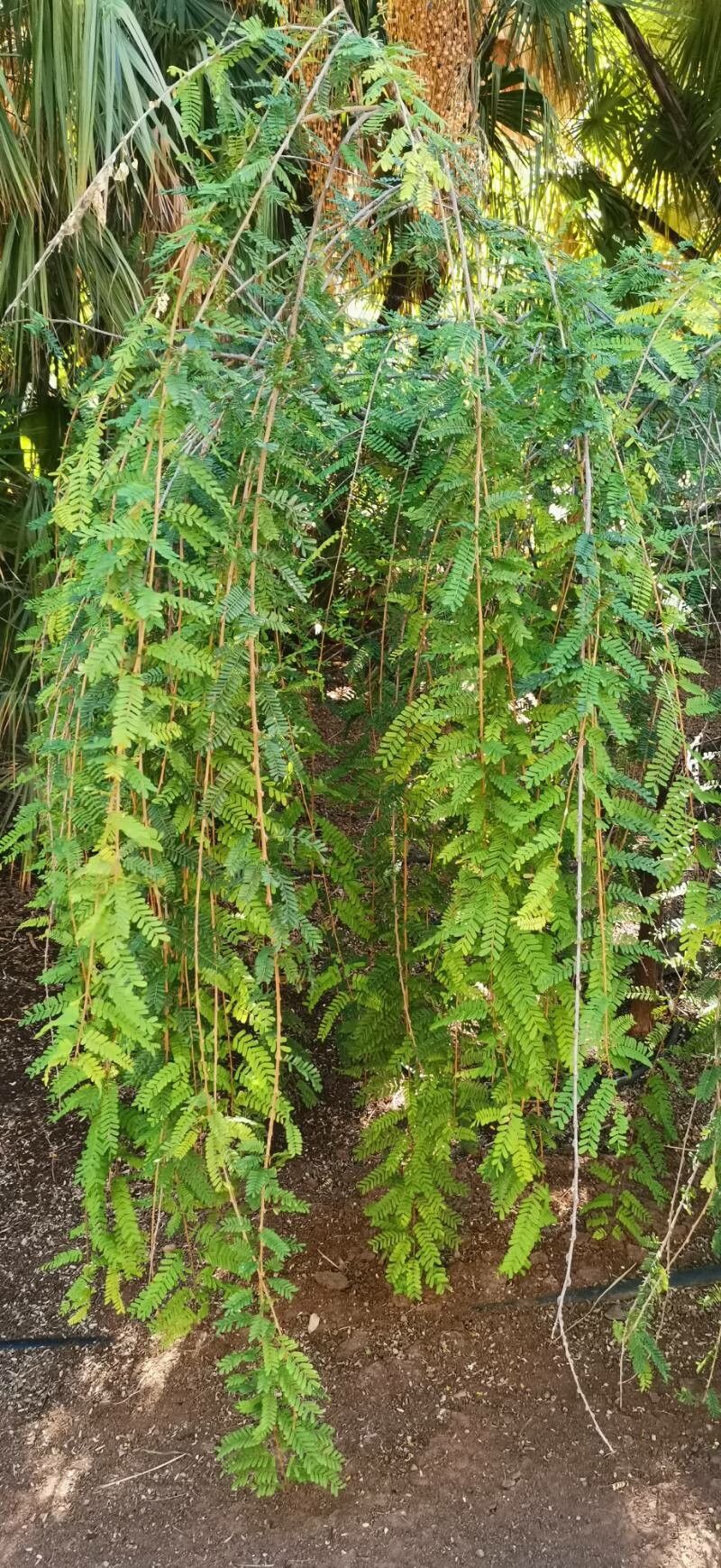 Poitea florida habit