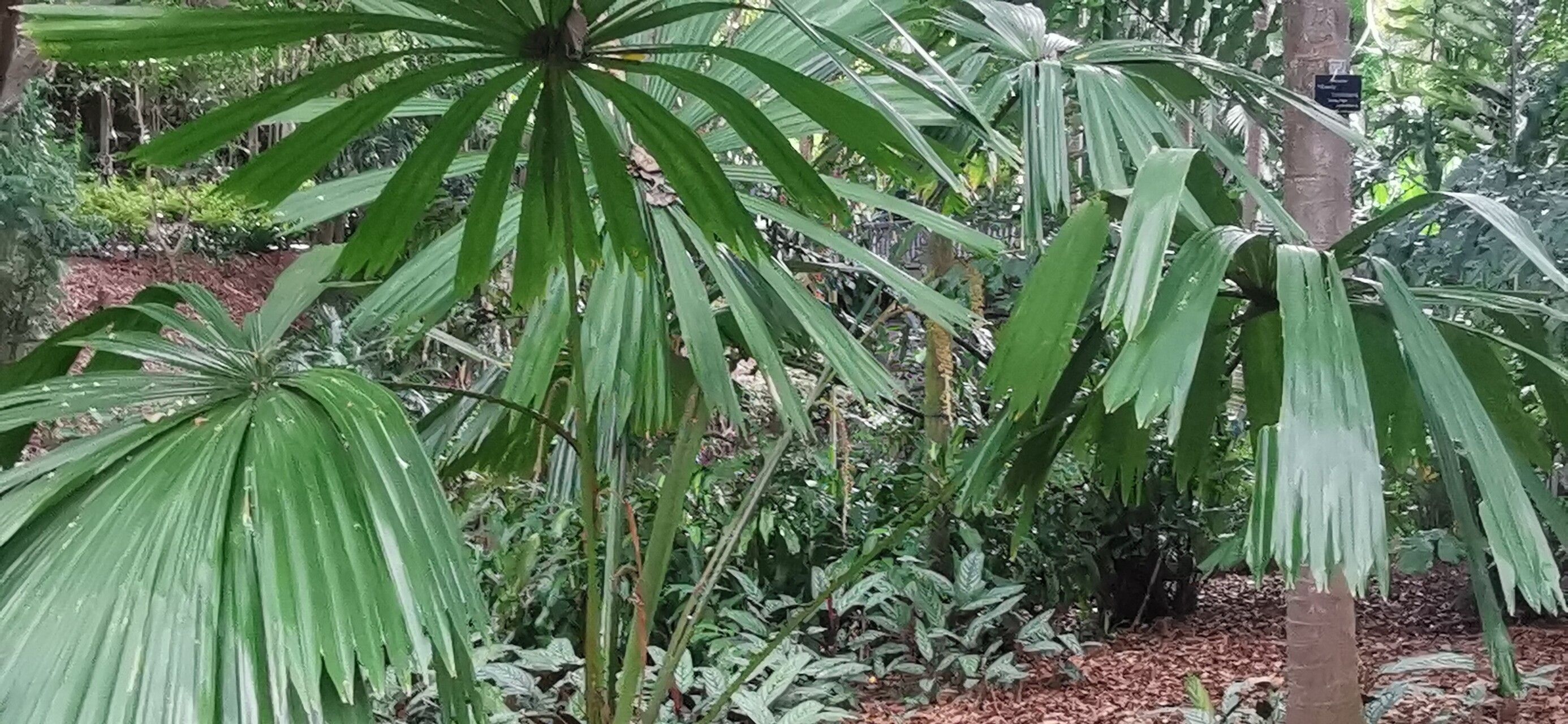 Licuala paludosa — search result for 'Licuala'