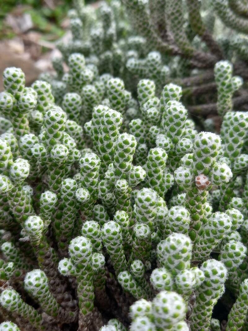 Helichrysum × selago — search result for 'Helichrysum'