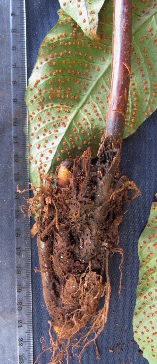 Tectaria transiens — houseplant care guide