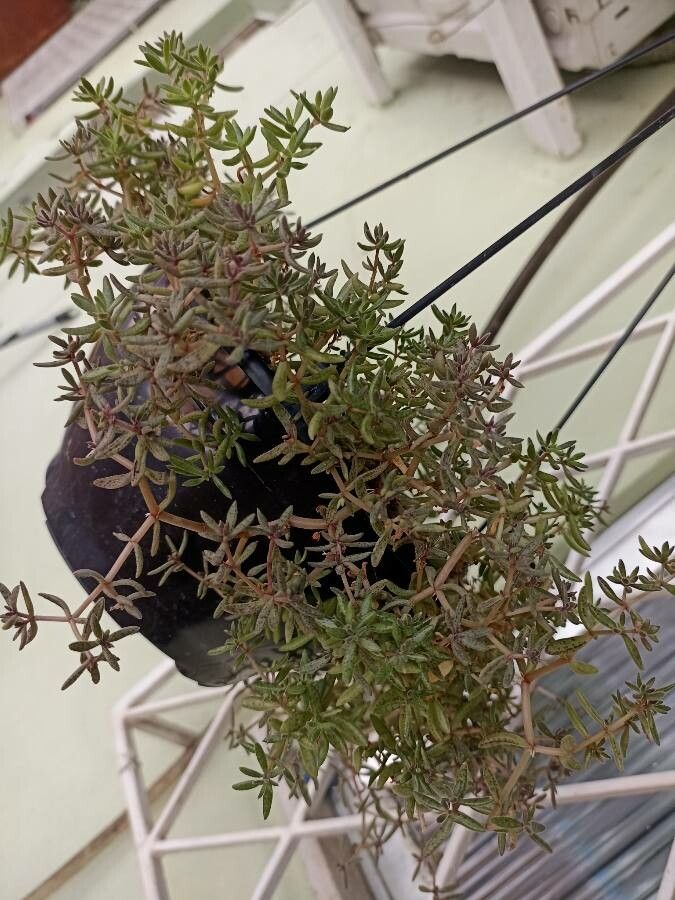 Crassula humbertii leaf