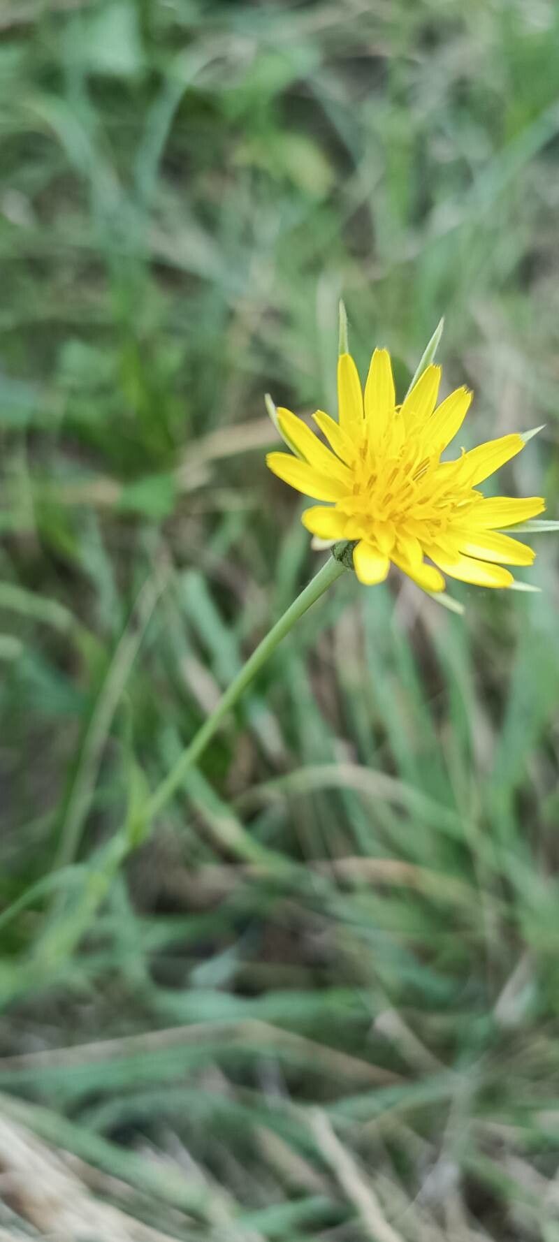 Tragopogon orientalis flower