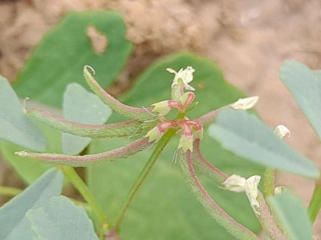 Trigonella glabra fruit