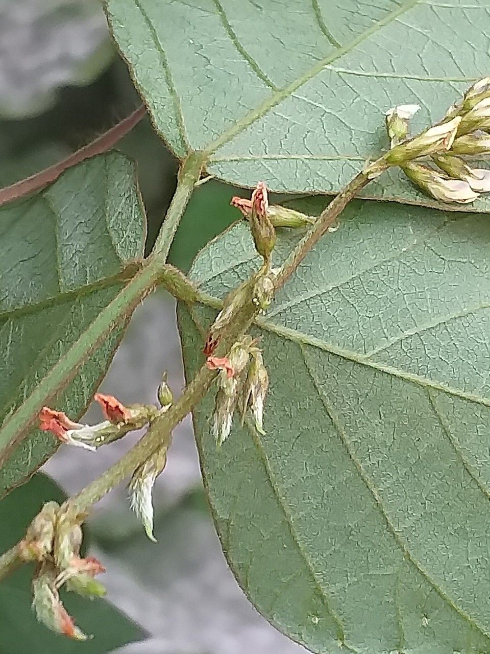 Desmodium incanum flower