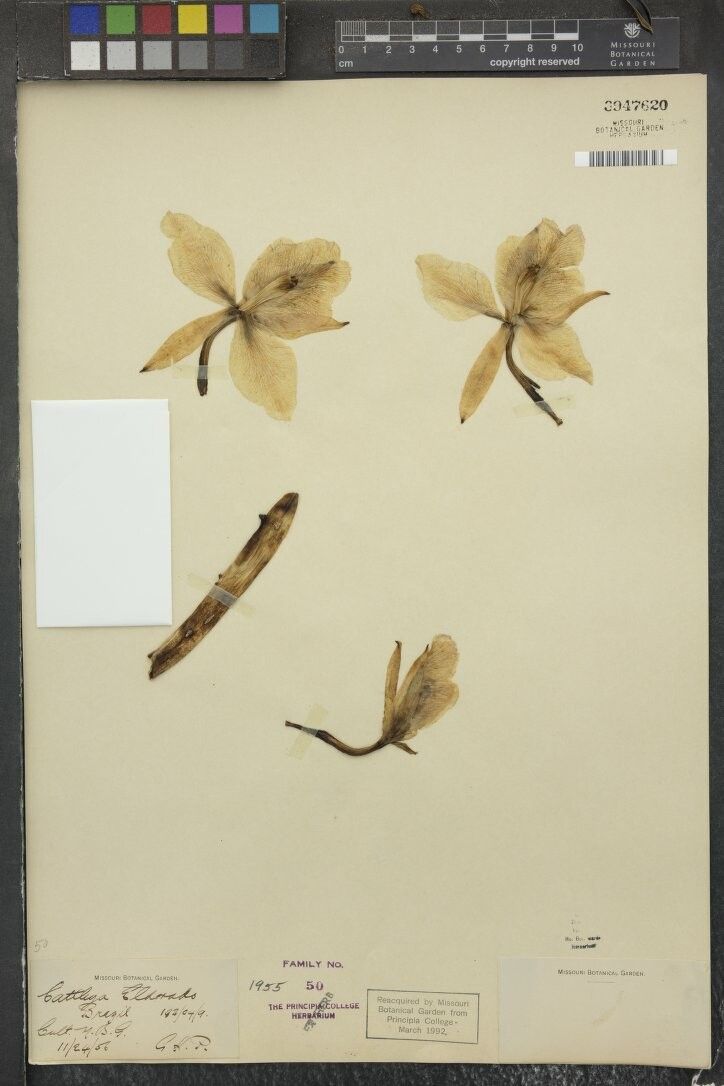 Cattleya wallisii flower