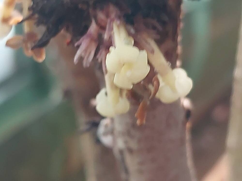 Pittosporum sylvaticum flower