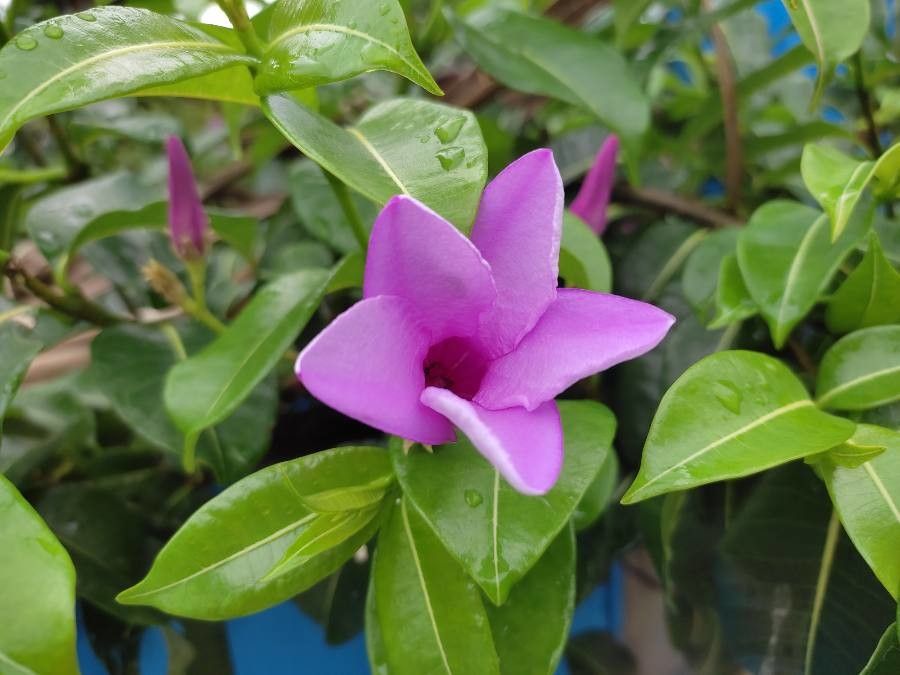 Cryptostegia madagascariensis flower