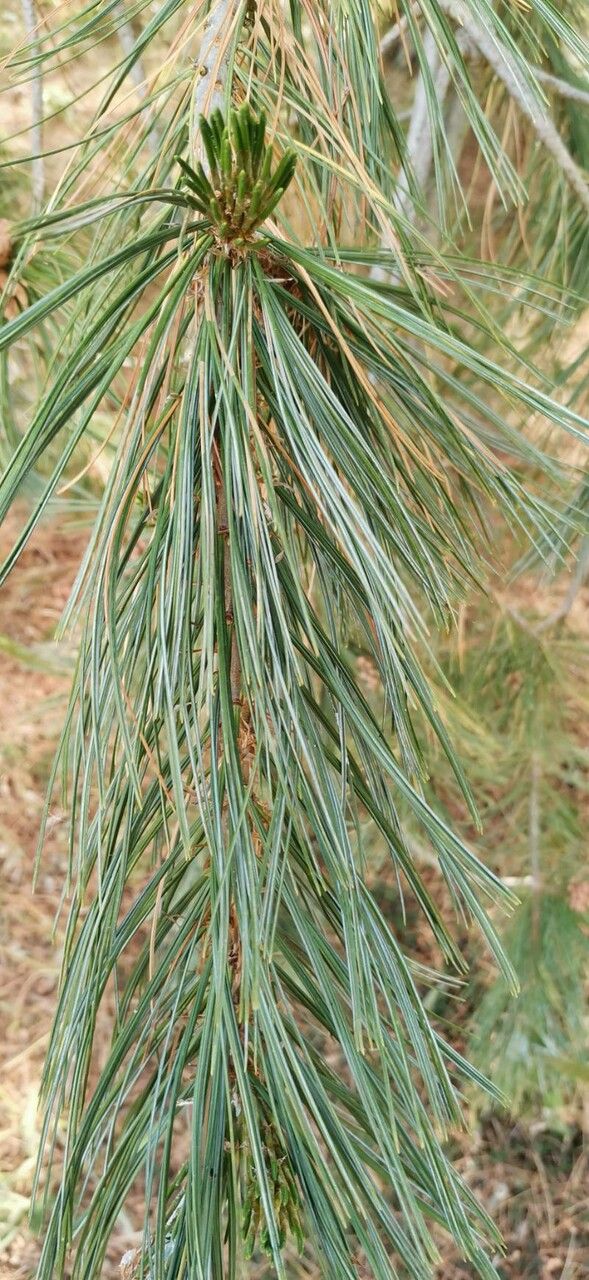 Pinus strobiformis — search result for 'Pinus'