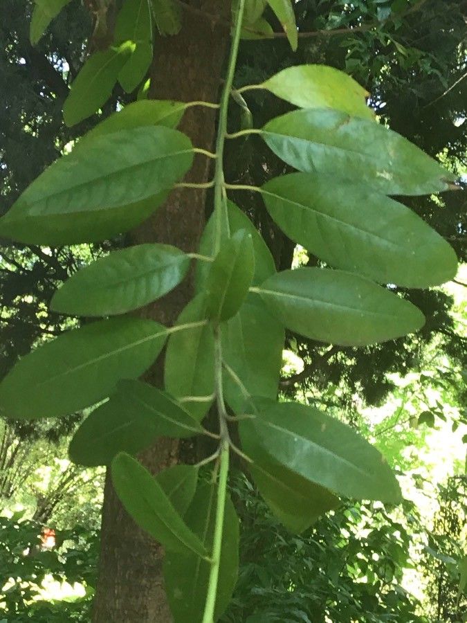 Persea indica — search result for 'Azores'