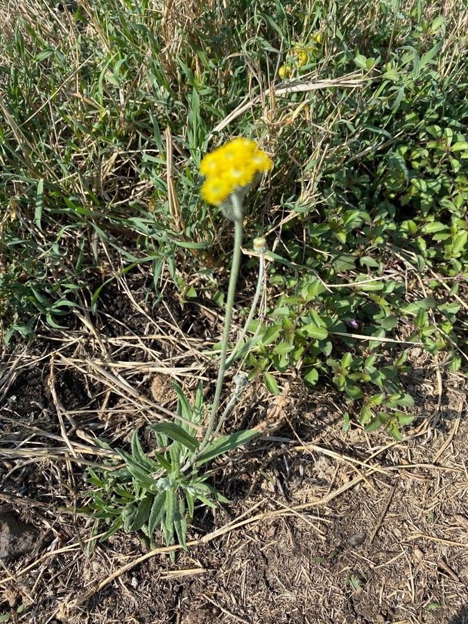 Helichrysum odoratissimum leaf