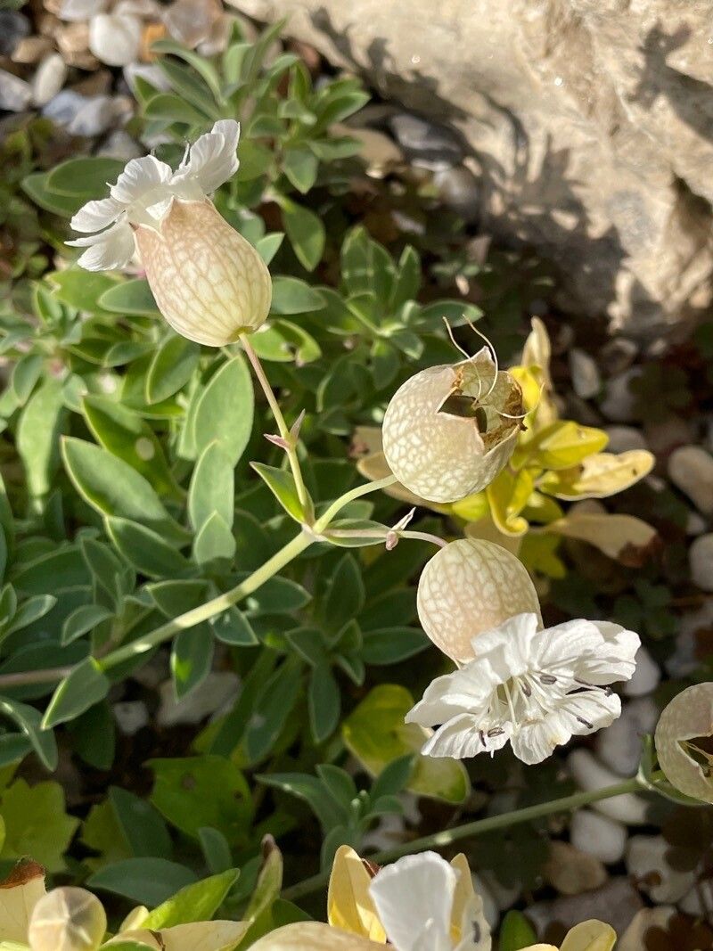 Silene uniflora fruit
