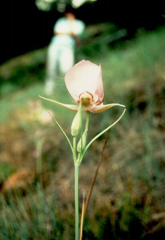 Calochortus nitidus — search result for 'Calochortus'