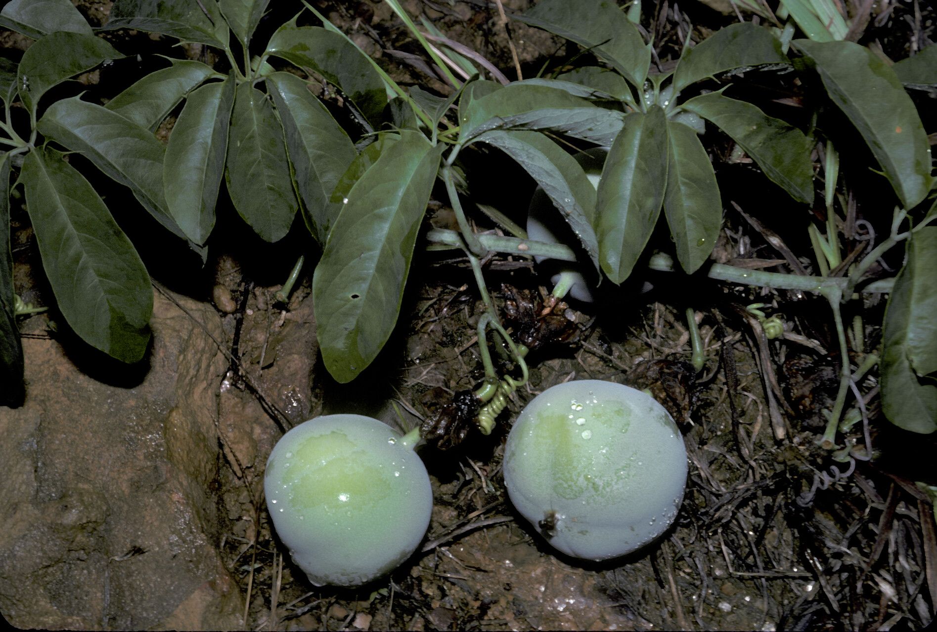 Passiflora cirrhiflora habit