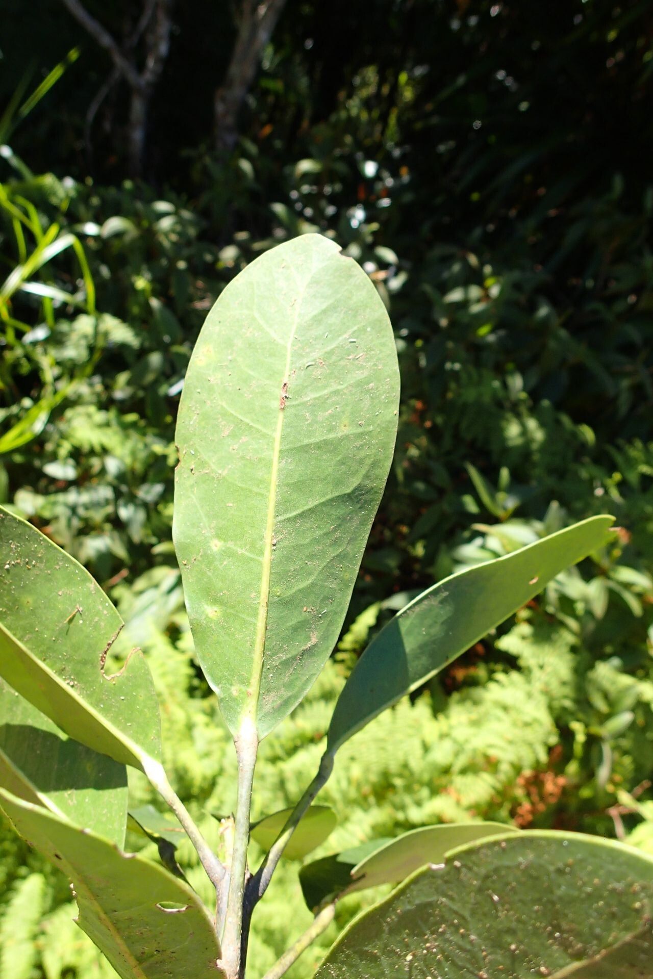 Acropogon schistophilus leaf