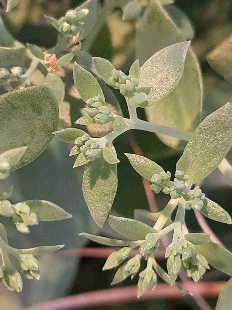 Sedum albomarginatum leaf