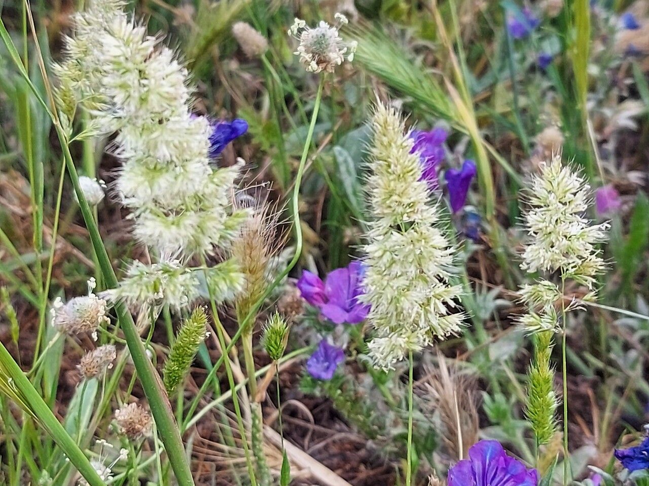 Trisetaria panicea flower