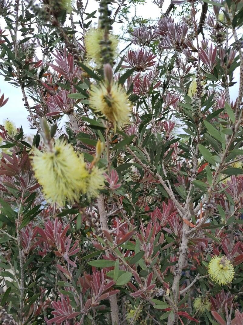 Melaleuca pallida flower