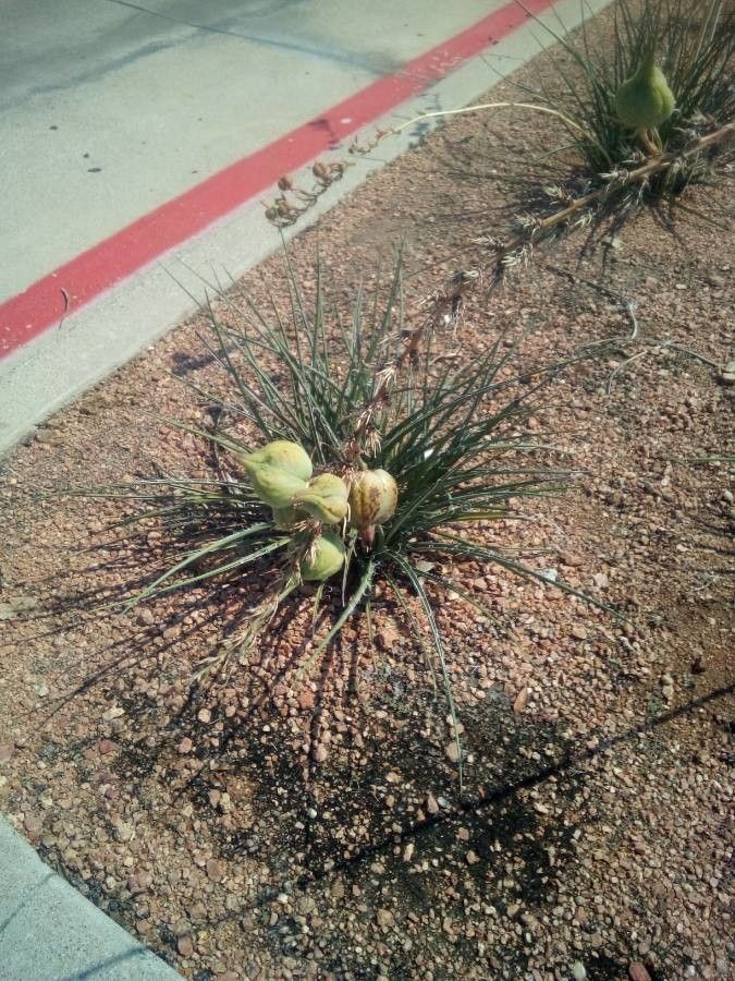Yucca baileyi fruit