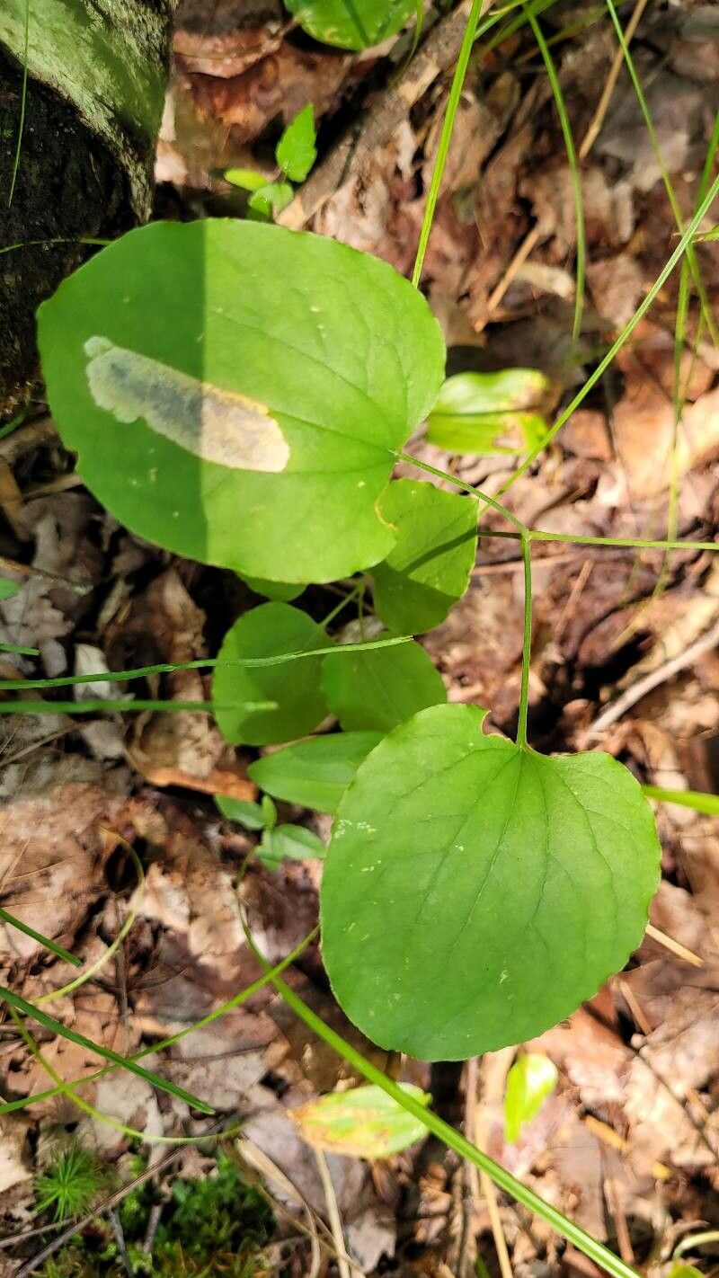 Smilax herbacea leaf