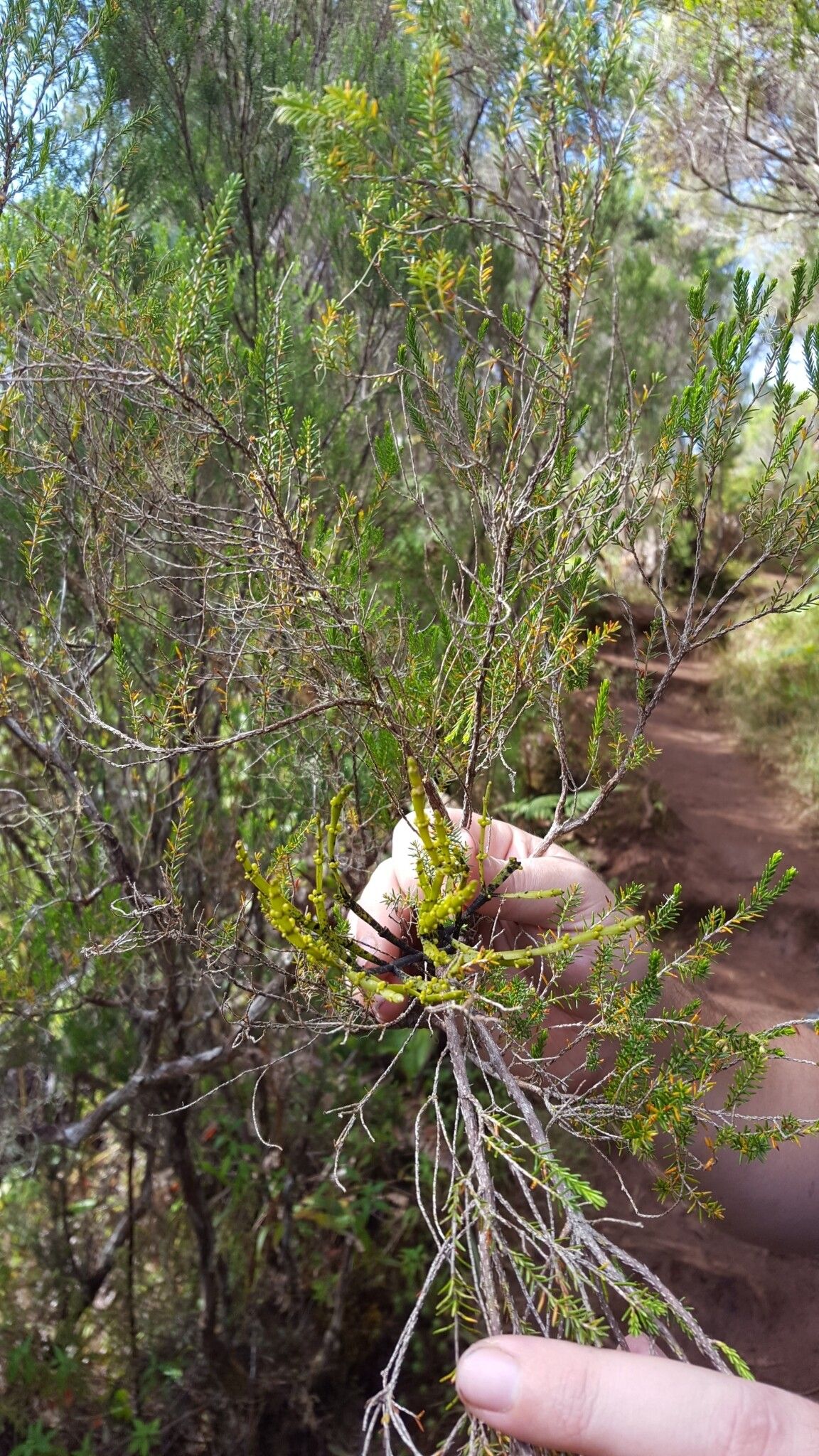 Korthalsella gaudichaudii leaf