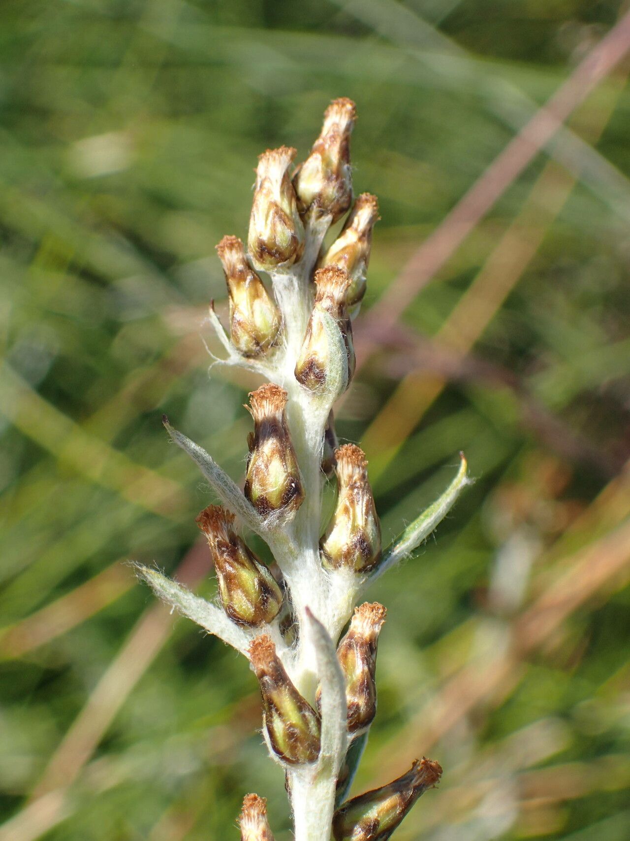 Gnaphalium sylvaticum fruit