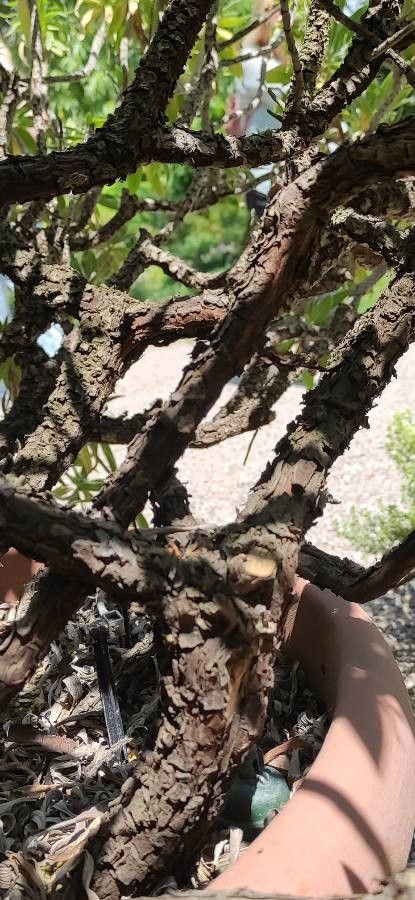 Echium fastuosum bark