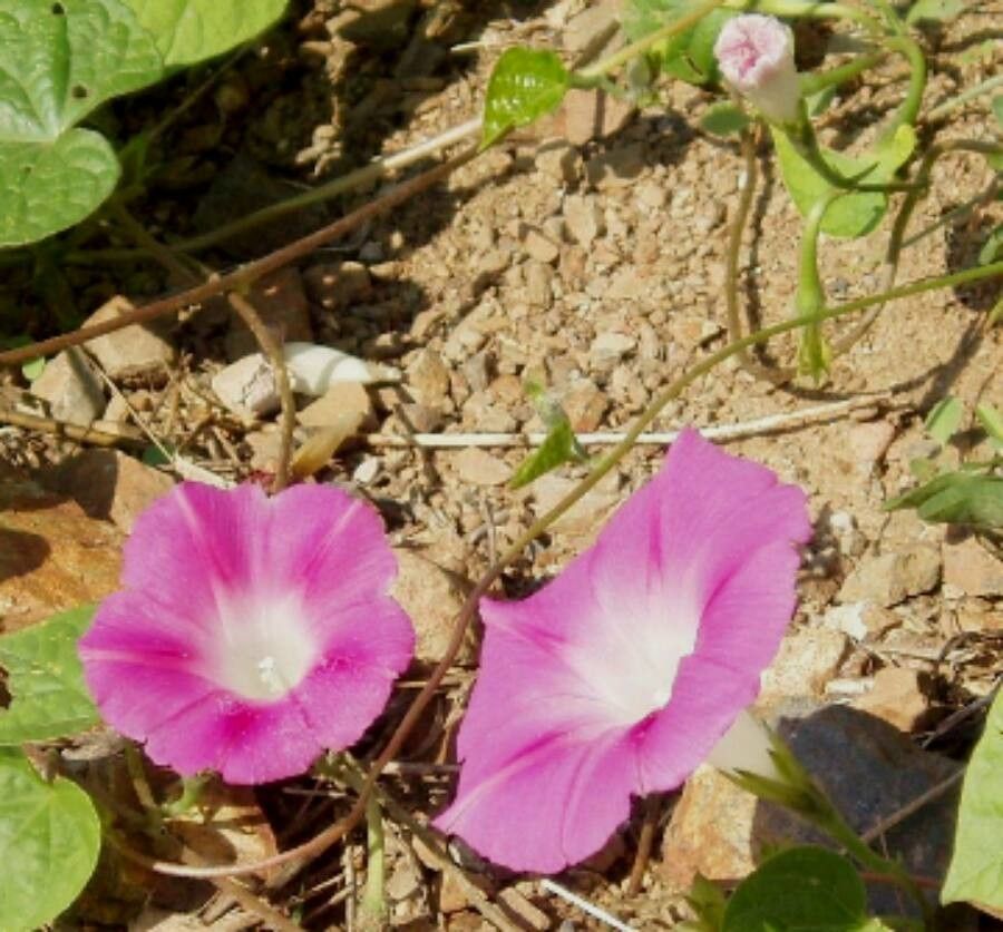 Ipomoea plummerae — search result for 'Ipomoea'