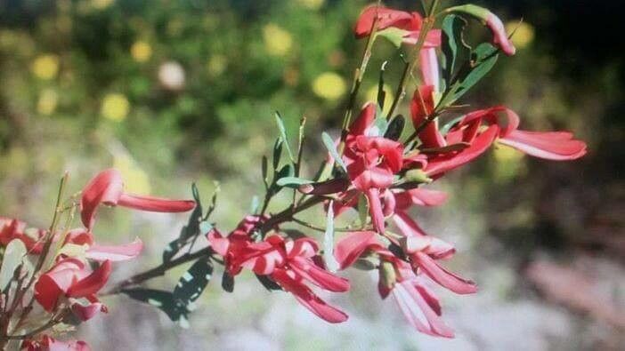 Templetonia retusa flower