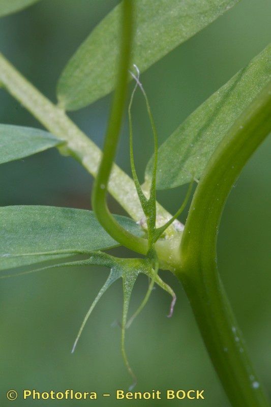 Vicia articulata bark