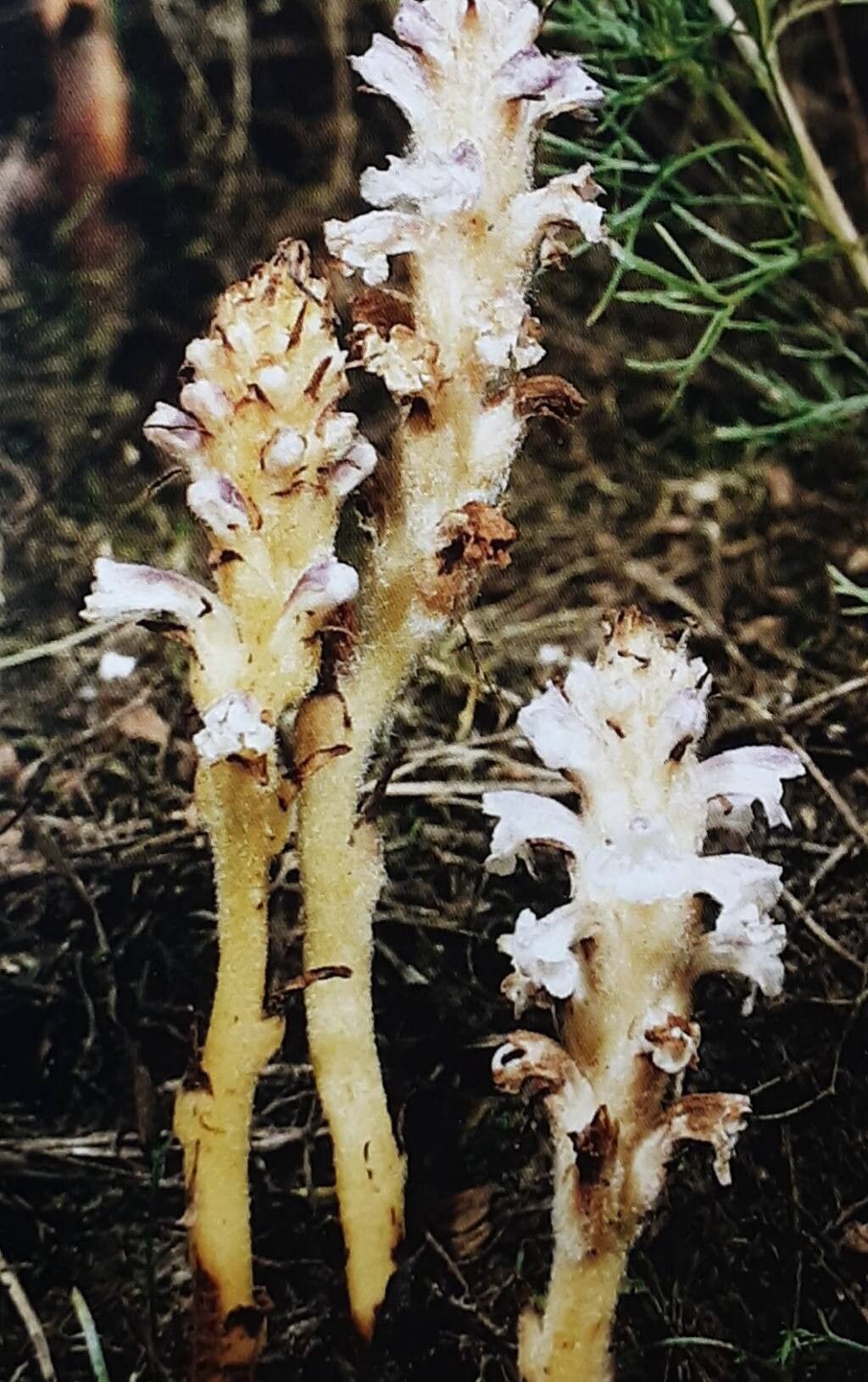 Orobanche coerulescens habit