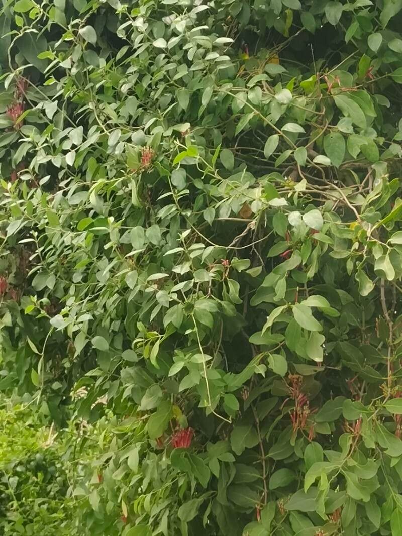 Tapinanthus belvisii habit