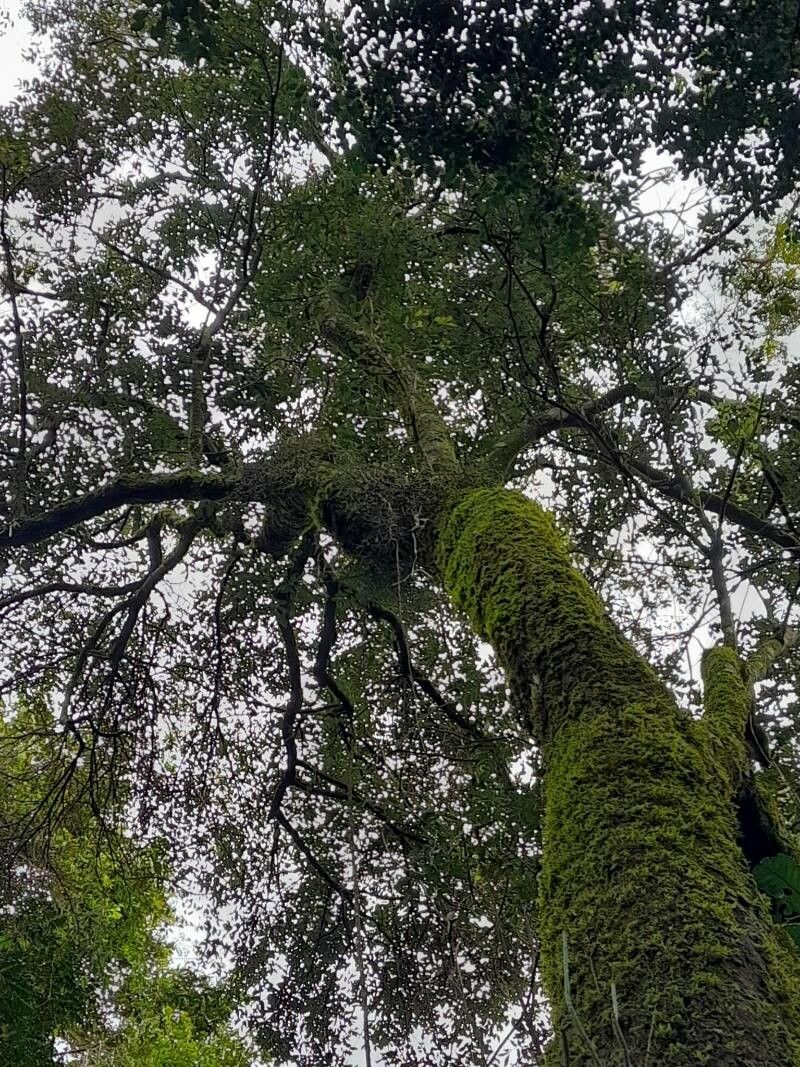 Matayba elaeagnoides habit