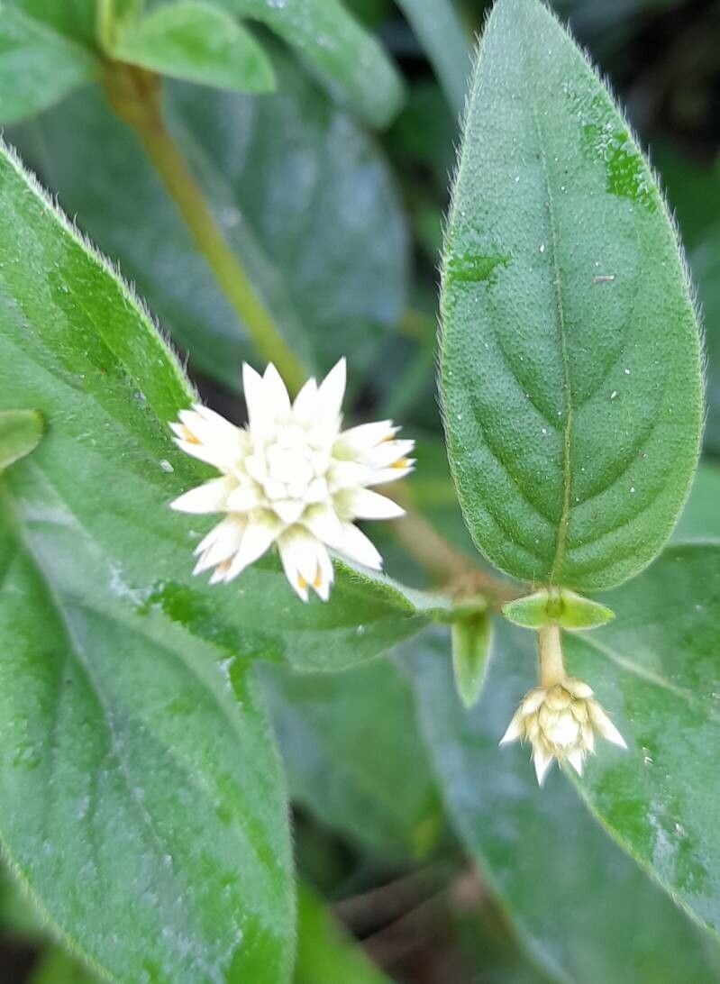 Alternanthera micrantha — search result for 'Alternanthera'