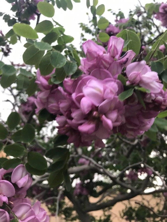 Robinia neomexicana flower