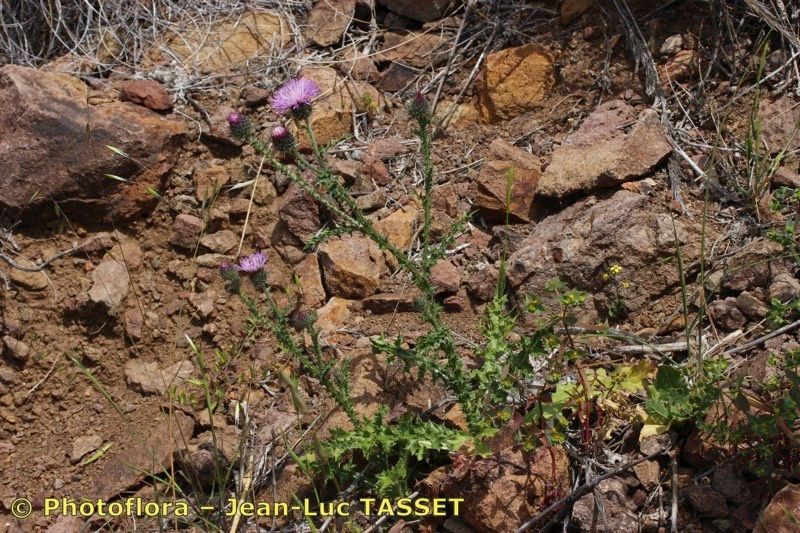 Carduus myriacanthus habit