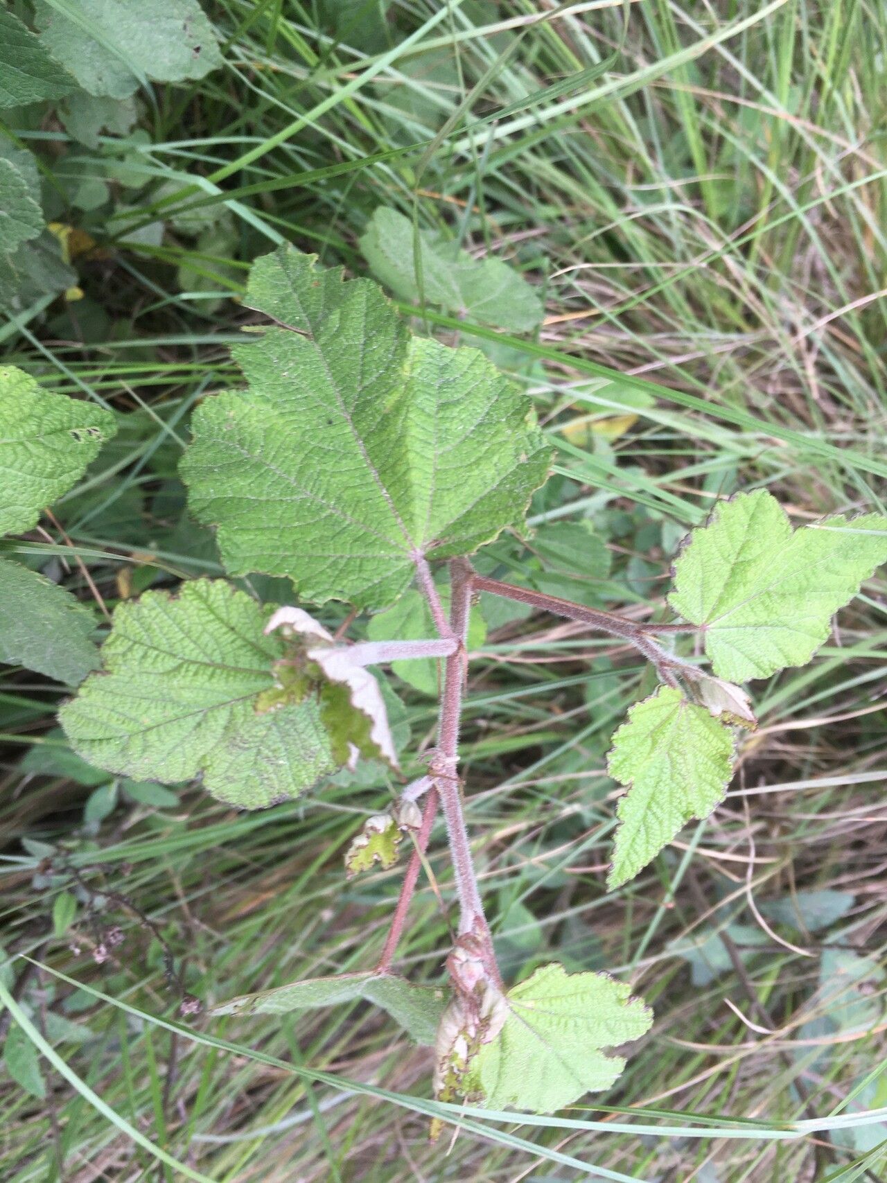 Sparrmannia discolor — related species from the same genus