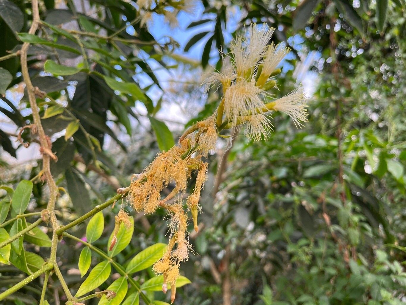 Inga feuillei flower