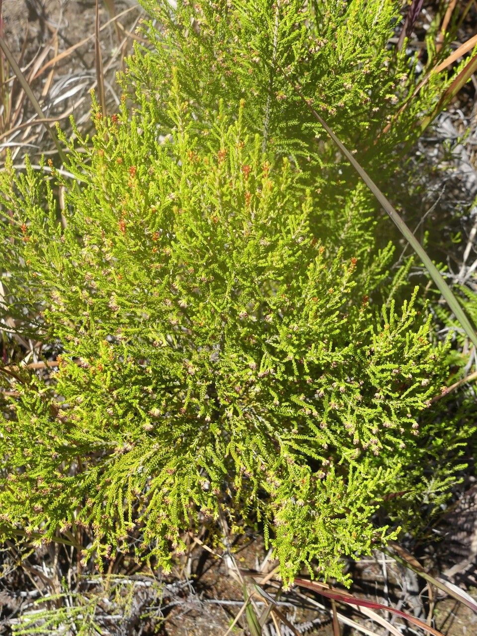 Erica comorensis habit