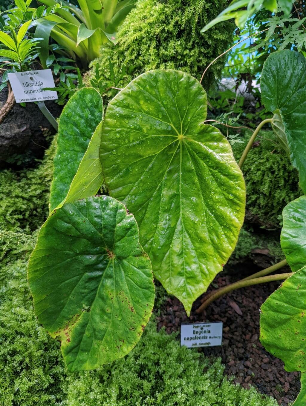 Begonia nepalensis leaf