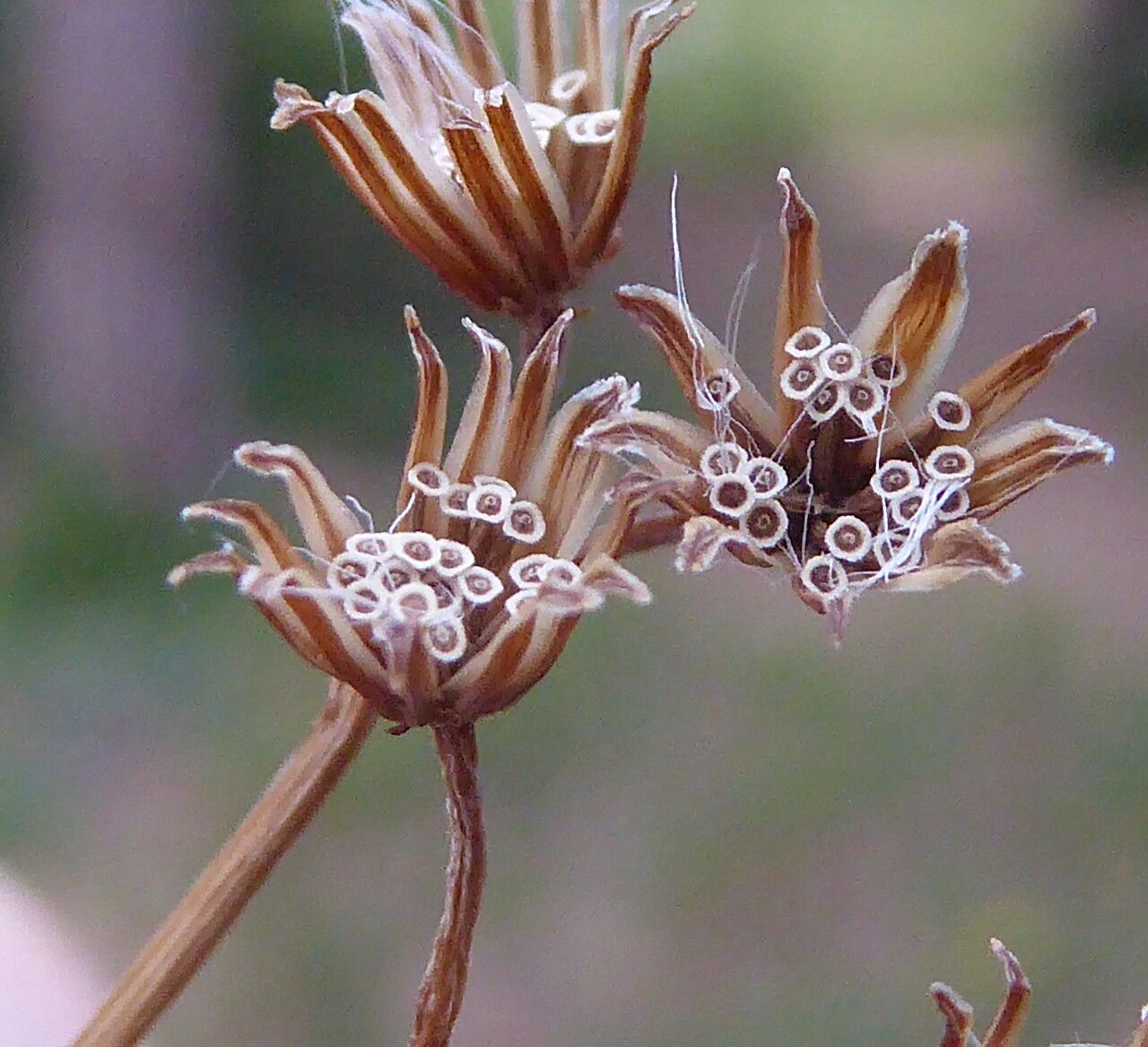 Senecio linearifolius fruit