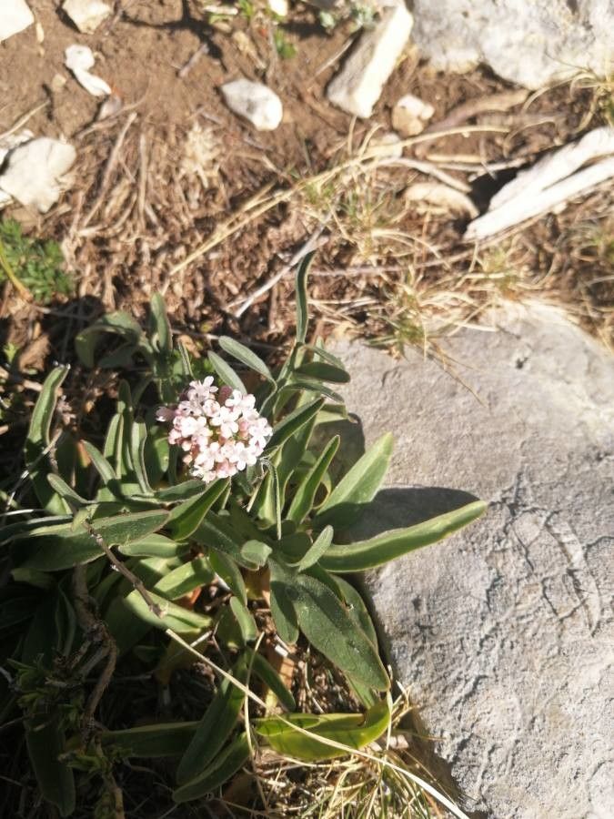 Valeriana tuberosa fruit