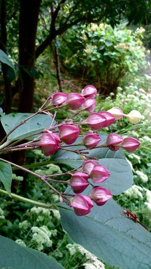 Clerodendron trichotomum flower