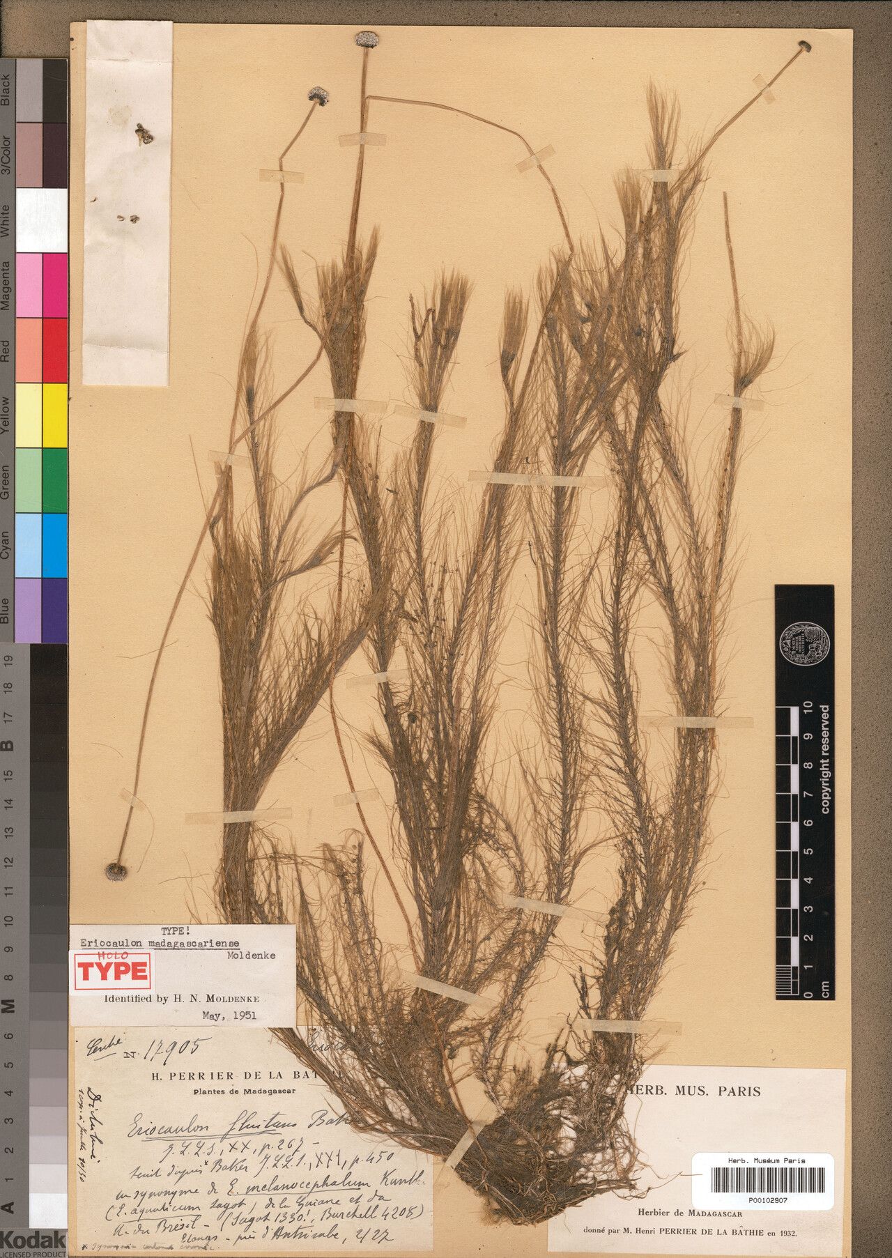 Eriocaulon madagascariense — houseplant care guide