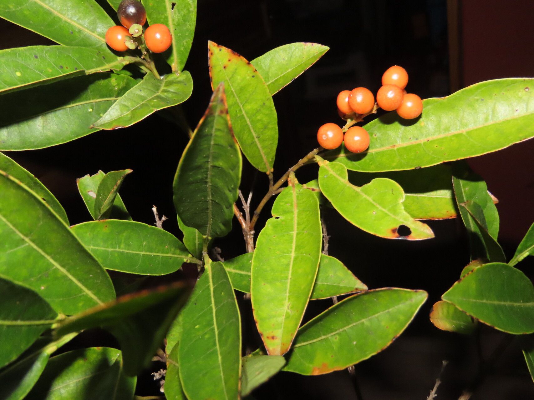 Citharexylum macradenium — houseplant care guide